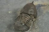 Pelagic Trilobite (Cyclopyge) Fossil - Huge Eyes #344605-4